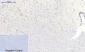 mTOR (phospho Ser2448) Polyclonal Antibody